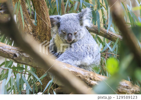 多摩動物公園 コアラ / Koala 129589123