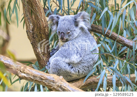 多摩動物公園 コアラ / Koala 129589125