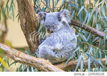 多摩動物公園 コアラ / Koala 129589126