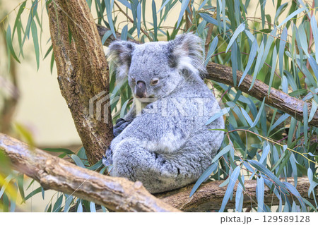 多摩動物公園 コアラ / Koala 129589128