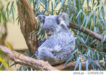 多摩動物公園 コアラ / Koala 129589130