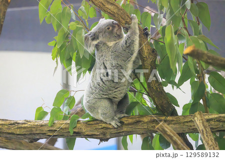 多摩動物公園 コアラ / Koala 129589132