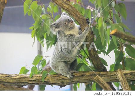多摩動物公園 コアラ / Koala 多摩動物公園 コアラ / Koala 129589133