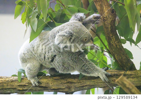 多摩動物公園 コアラ / Koala 129589134