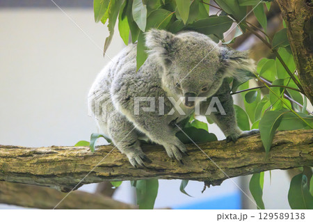 多摩動物公園 コアラ / Koala 多摩動物公園 コアラ / Koala 129589138