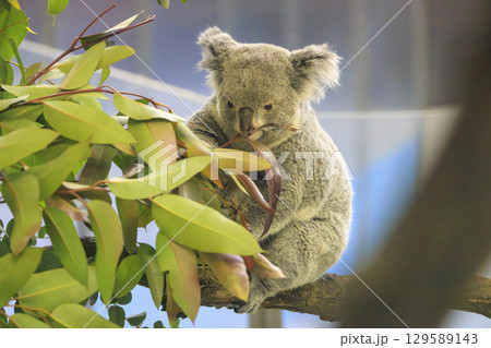 多摩動物公園 コアラ / Koala 129589143