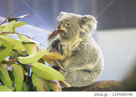 多摩動物公園 コアラ / Koala 多摩動物公園 コアラ / Koala 129589146
