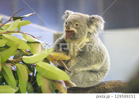 多摩動物公園 コアラ / Koala 129589151