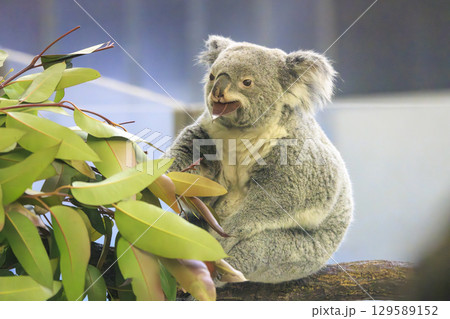 多摩動物公園 コアラ / Koala 129589152