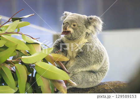 多摩動物公園 コアラ / Koala 129589153