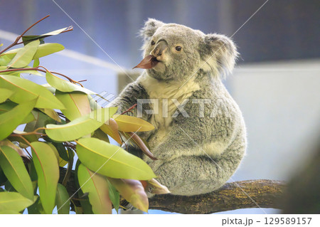 多摩動物公園 コアラ / Koala 多摩動物公園 コアラ / Koala 129589157