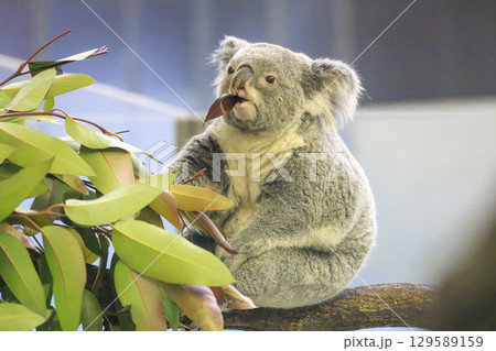 多摩動物公園 コアラ / Koala 多摩動物公園 コアラ / Koala 129589159