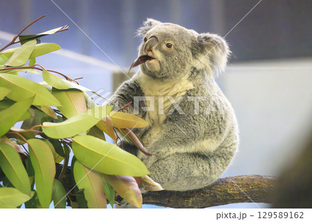 多摩動物公園 コアラ / Koala 129589162