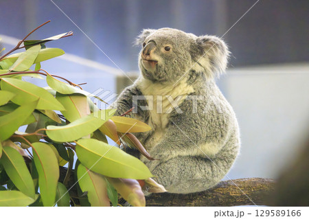 多摩動物公園 コアラ / Koala 129589166
