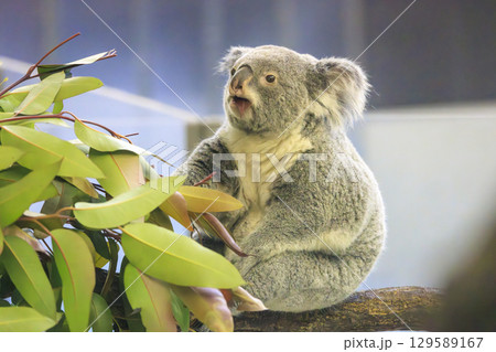 多摩動物公園 コアラ / Koala 129589167