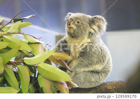 多摩動物公園 コアラ / Koala 129589170