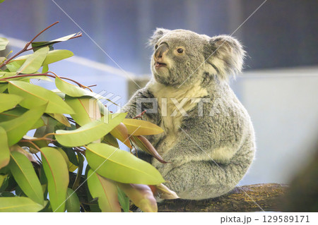 多摩動物公園 コアラ / Koala 多摩動物公園 コアラ / Koala 129589171