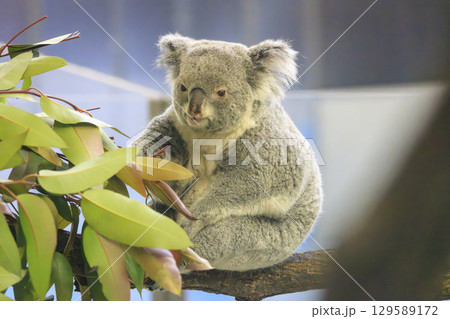 多摩動物公園 コアラ / Koala 多摩動物公園 コアラ / Koala 129589172