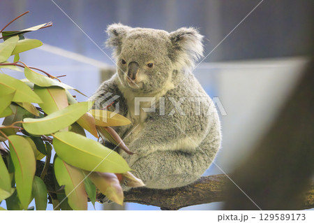 多摩動物公園 コアラ / Koala 多摩動物公園 コアラ / Koala 129589173