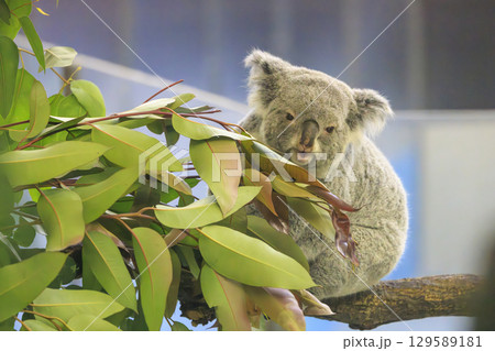 多摩動物公園 コアラ / Koala 多摩動物公園 コアラ / Koala 129589181