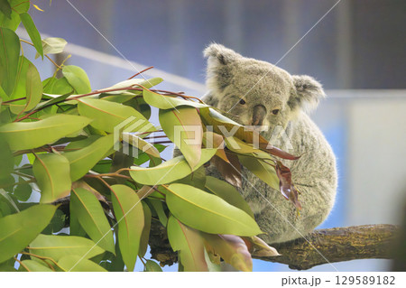 多摩動物公園 コアラ / Koala 129589182