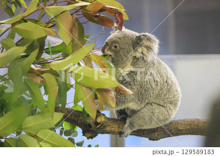 多摩動物公園 コアラ / Koala 多摩動物公園 コアラ / Koala 129589183