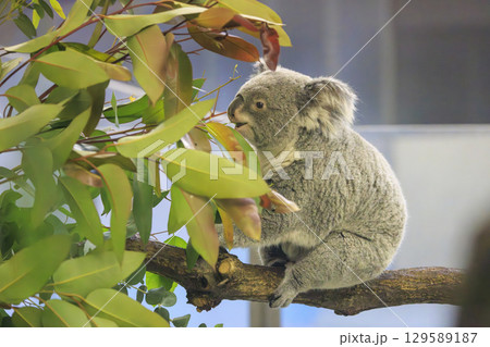 多摩動物公園 コアラ / Koala 129589187
