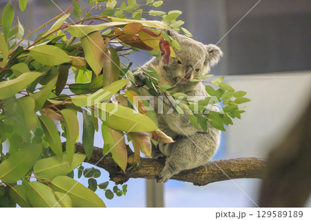 多摩動物公園 コアラ / Koala 多摩動物公園 コアラ / Koala 129589189