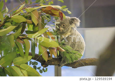 多摩動物公園 コアラ / Koala 多摩動物公園 コアラ / Koala 129589194
