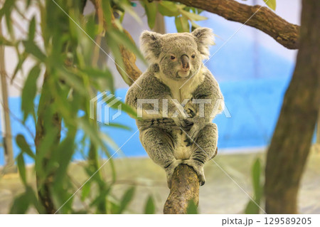 多摩動物公園 コアラ / Koala 多摩動物公園 コアラ / Koala 129589205
