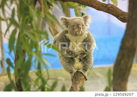 多摩動物公園 コアラ / Koala 129589207