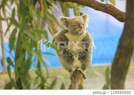 多摩動物公園 コアラ / Koala 129589208