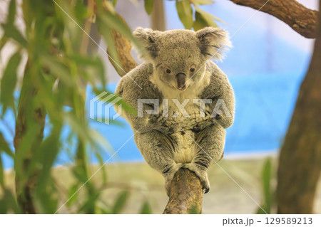多摩動物公園 コアラ / Koala 多摩動物公園 コアラ / Koala 129589213