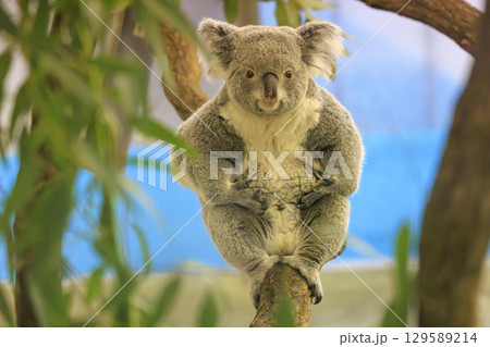 多摩動物公園 コアラ / Koala 多摩動物公園 コアラ / Koala 129589214