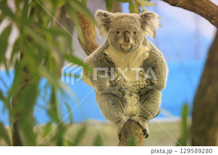 多摩動物公園 コアラ / Koala 多摩動物公園 コアラ / Koala 129589280