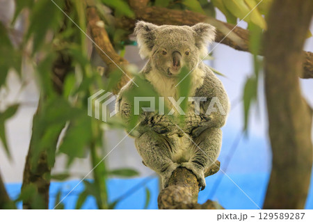 多摩動物公園 コアラ / Koala 129589287