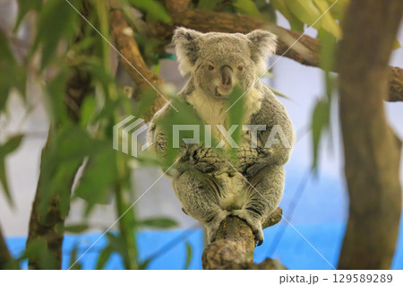 多摩動物公園 コアラ / Koala 129589289
