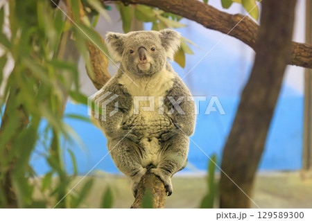 多摩動物公園 コアラ / Koala 129589300