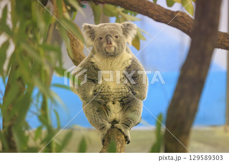 多摩動物公園 コアラ / Koala 多摩動物公園 コアラ / Koala 129589303