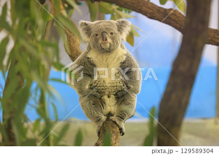 多摩動物公園 コアラ / Koala 多摩動物公園 コアラ / Koala 129589304