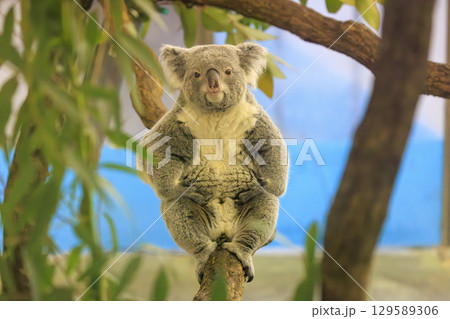 多摩動物公園 コアラ / Koala 129589306