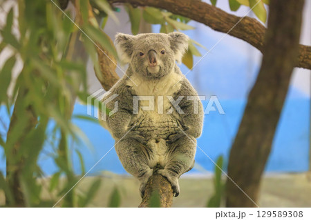 多摩動物公園 コアラ / Koala 129589308