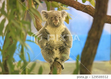 多摩動物公園 コアラ / Koala 多摩動物公園 コアラ / Koala 129589312