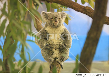 多摩動物公園 コアラ / Koala 129589316