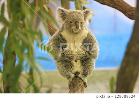 多摩動物公園 コアラ / Koala 多摩動物公園 コアラ / Koala 129589324