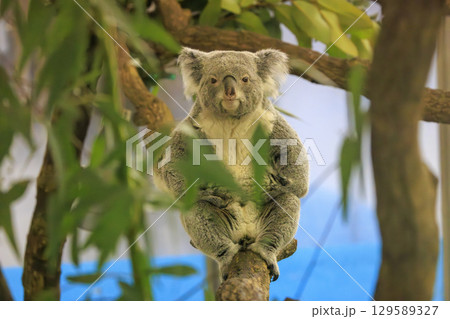 多摩動物公園 コアラ / Koala 多摩動物公園 コアラ / Koala 129589327