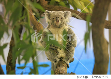 多摩動物公園 コアラ / Koala 129589329