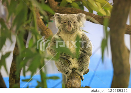 多摩動物公園 コアラ / Koala 多摩動物公園 コアラ / Koala 129589332