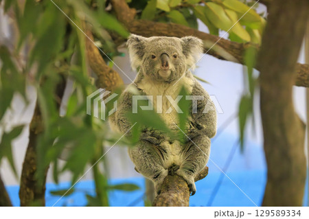 多摩動物公園 コアラ / Koala 129589334