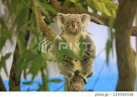多摩動物公園 コアラ / Koala 多摩動物公園 コアラ / Koala 129589336